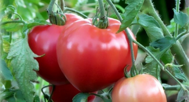 Jaké plodné odrůdy rajčat je lepší zasadit pro leningradskou oblast